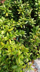 Graphium sarpedon connectens