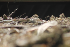 Hydropsalis cayennensis