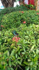 Graphium sarpedon connectens