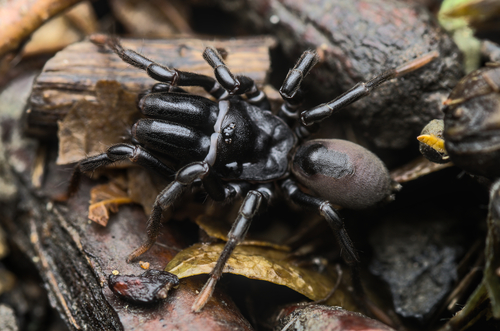 Atypus affinis Eichwald, 1830