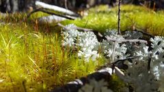 Pulchrocladia retipora