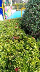 Graphium sarpedon connectens