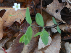 Moehringia lateriflora