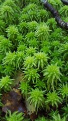 Sphagnum cristatum