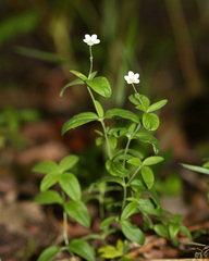 Moehringia lateriflora