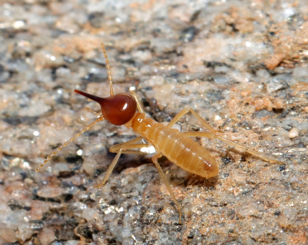Socket Snout Termite