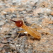 Socket Snout Termite - Photo (c) Cecile Roux, some rights reserved (CC BY-NC), uploaded by Cecile Roux