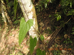 Dioscorea collettii