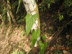 Dioscorea collettii