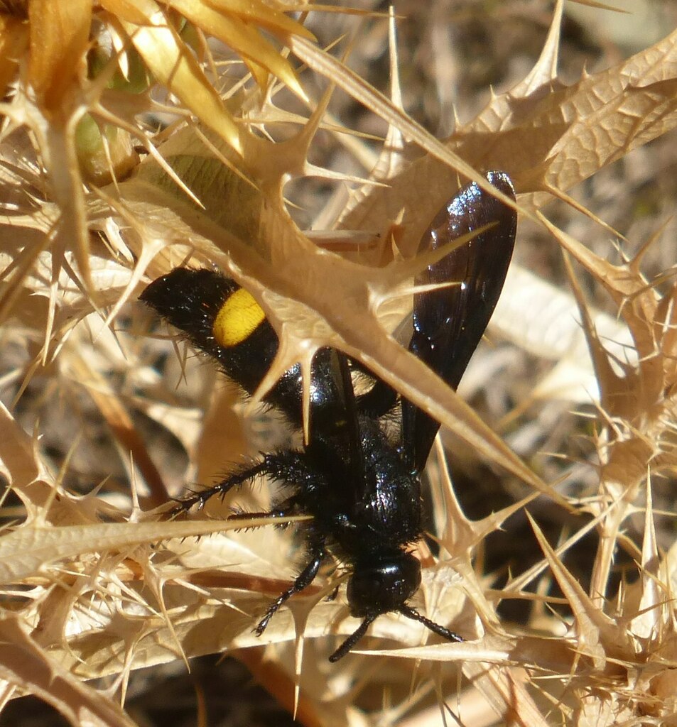 Scolia hirta unifasciata