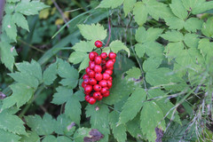 Actaea erythrocarpa