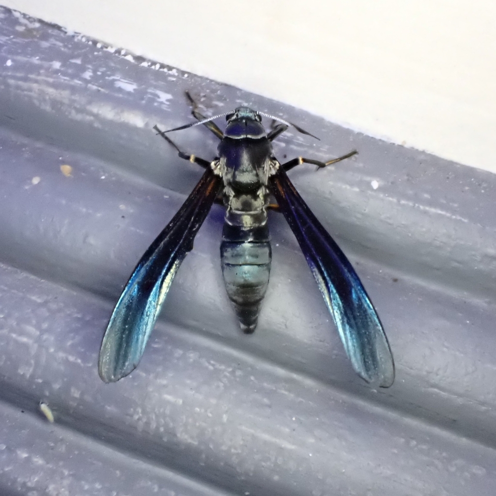 Pseudopompilia mimica