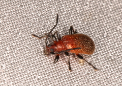 Ecnolagria rufescens