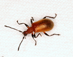 Ecnolagria rufescens