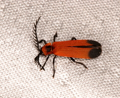 Cladophorus cinctus