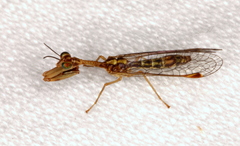 Austromantispa