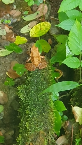 Japanese Brown Frog, Rana japonica