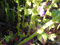 Sairocarpus nuttallianus