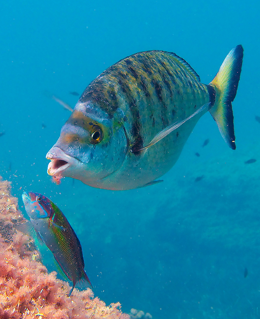 Photo of Sharpsnout seabream (Diplodus puntazzo)