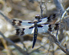 Plathemis subornata