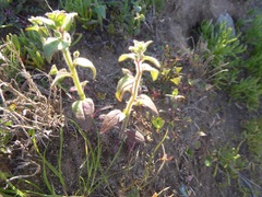 Sairocarpus nuttallianus