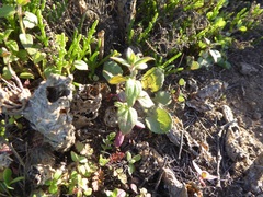 Sairocarpus nuttallianus