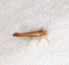 Glaphyristis marmarea