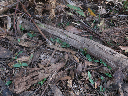Image of Three-Horned Bird Orchid (Chiloglottis triceratops) by no rights reserved