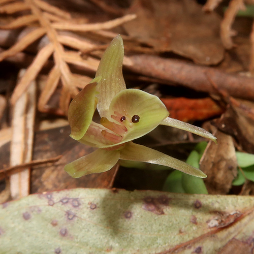 Image of Chiloglottis triceratops by no rights reserved