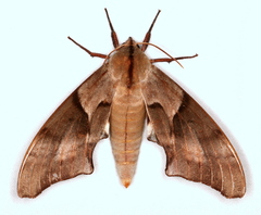 Coequosa australasiae