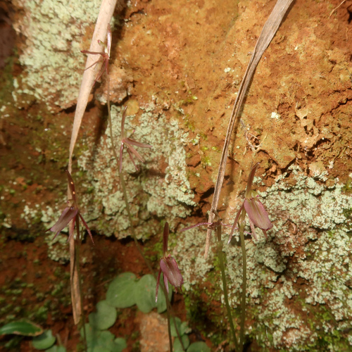 Image of Cyrtostylis reniformis by no rights reserved
