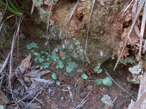 Image of Cyrtostylis reniformis by no rights reserved