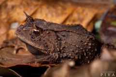Cedros Smooth Horned Frog photo 1