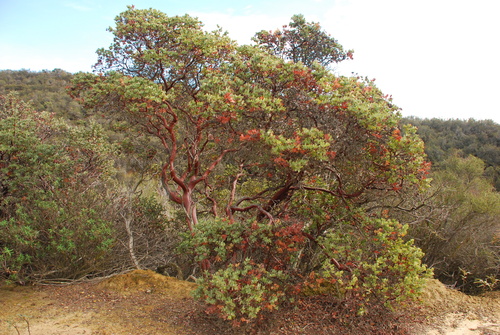 Mount Diablo Manzanita foliage