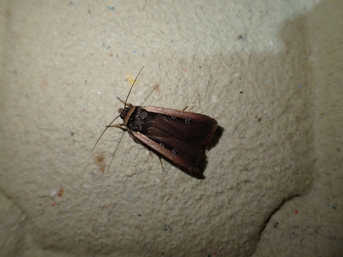 Ochropleura leucogaster
