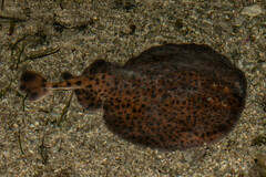 Blackspotted Electric Ray photo 1