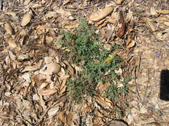 Astragalus douglasii perstrictus