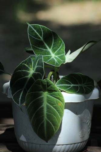 Foto de Alocasia black