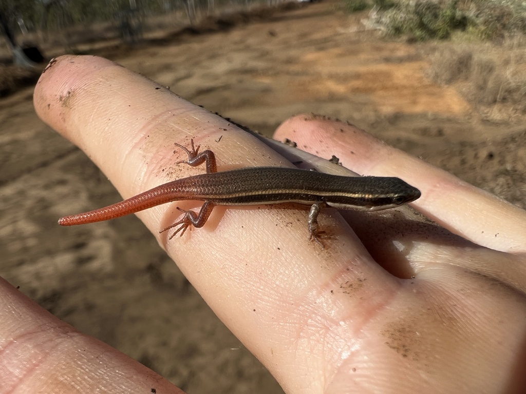 Top End Firetail Skink