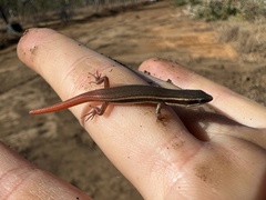 Top End Firetail Skink photo 1