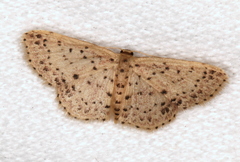 Idaea punctatissima