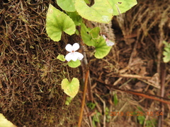 Viola formosana