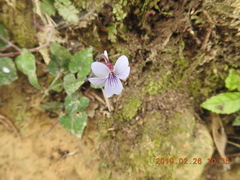 Viola formosana