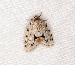 Thallarcha macilenta