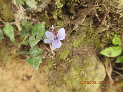 Viola formosana