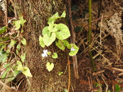 Viola formosana
