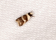 Eulechria triferella