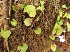 Viola formosana