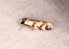 Palimmeces variegata