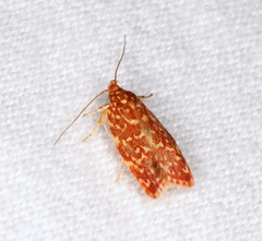 Syringoseca rhodoxantha